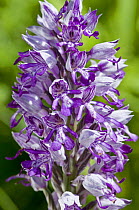 Military Orchid {Orchis militaris} flower spike,  Buckinghamshire, UK, May.