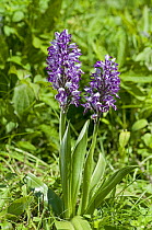 Military Orchid {Orchis militaris} growing in Homefield Wood, Buckinghamshire, UK, May.