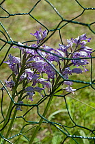 Military Orchid {Orchis militaris} growing inside protective wire cage to prevent grazing by rabbits and deer, Homefield Wood, Buckinghamshire, UK, May.