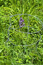 Military Orchid {Orchis militaris} growing inside protective wire cage to prevent grazing by rabbits and deer, Homefield Wood, Buckinghamshire, UK, May.