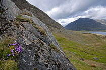 Cwm Idwal, Snowdonia NP, with flowering Moss Campion {Silene acaulis} in the foreground, Gwynedd, North Wales, UK