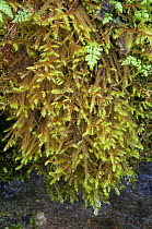 Glittering wood moss {Hylocomium splendens} UK