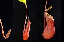 Insectivorous plant Pitcher plant {Nepenthes alata} development of pitcher, Digital composite
