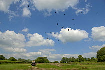 Large flock of Red Kite {Milvus milvus} in flight over feeding station, Gigrin Farm, Rhayader, Powys, Wales