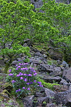 Naturalized Rhododendron {Rhododendron ponticum} growing in the wild on scree slope in Snowdonia National Park, North Wales, UK