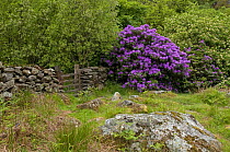 Naturalized Rhododendron {Rhododendron ponticum} growing in the wild, Snowdonia National Park, North Wales, UK