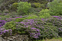 Naturalized Rhododendron {Rhododendron ponticum} growing in the wild, Snowdonia National Park, North Wales, UK
