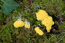 Slime Mould {Fuligo septica}  sometimes called scrambled egg mould, or dog vomit fungus, UK