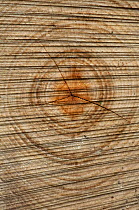 Tree rings and saw marks in newly cut conifer tree trunk, UK