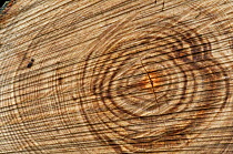 Tree rings and saw marks in newly cut conifer tree trunk, UK