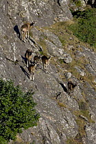 Mouflon (Ovis musimon) females and juveniles on rock face, Parc naturel regional du Haut-Languedoc, Caroux, France, July 2009