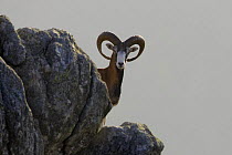 Mouflon (Ovis musimon) male on rock, Parc naturel regional du Haut-Languedoc, Caroux, France, July 2009 WWE BOOK PLATE.