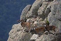 Three Mouflon (Ovis musimon) males on rock face, Parc naturel regional du Haut-Languedoc, Caroux, France, July 2009