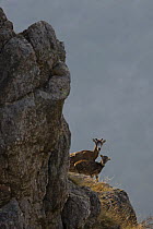 Mouflon (Ovis musimon) female with juvenile, Parc naturel regional du Haut-Languedoc, Caroux, France, July 2009