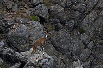 Mouflon (Ovis musimon) male on rock outlook, Parc naturel regional du Haut-Languedoc, Caroux, France, July 2009
