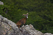 Mouflon (Ovis musimon) male on rocks, Parc naturel regional du Haut-Languedoc, Caroux, France, July 2009