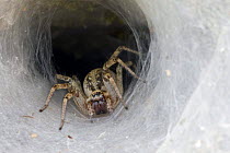 Labyrinth spider (Agelena labyrinthica) waiting for prey on web, Parc naturel regional du Haut-Languedoc, Caroux, France, July 2009