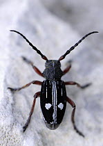 Longhorn beetle (Dorcadion equestre nogelli) Ignoussa Mountains, near Lake Kerkini, Macedonia, Greece, May 2009