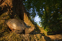 European pond turtle (Emys orbicularis) at base of tree, Gornje Podunavlje Special Nature Reserve, Serbia, June 2009