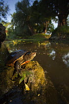 European pond turtle (Emys orbicularis) on rock, Gornje Podunavlje Special Nature Reserve, Serbia, June 2009