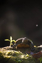 European pond turtle (Emys orbicularis) Gornje Podunavlje Special Nature Reserve, Serbia, June 2009