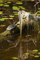 European pond turtle (Emys orbicularis) on tree trunk sticking out of water, Gornje Podunavlje Special Nature Reserve, Serbia, June 2009