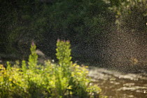 Mosquito swarm in wetland forest, Gornje Podunavlje Special Nature Reserve, Serbia, June 2009