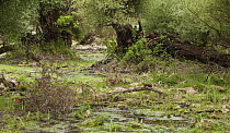 Pine marten (Martes martes) on fallen tree in bog, Gornje Podunavlje Special Nature Reserve, Serbia, June 2009