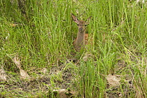 Red deer (Cervus elaphus) calf hidden in long grass, Gornje Podunavlje Special Nature Reserve, Serbia, June 2009