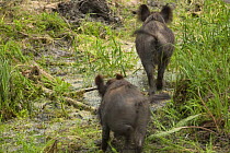 Rear view of two Wild boars (Sus scrofa) crossing swamp, Gornje Podunavlje Special Nature Reserve, Serbia, June 2009