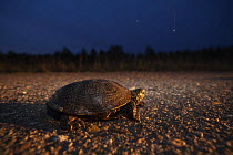 Female European pond turtle (Emys orbicularis) crossing road to reach breeding grounds to lay eggs, Gornje Podunavlje Special Nature Reserve, Serbia, June 2009