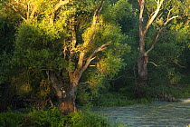 Old growth forest of Black poplar trees (Populus nigra) Gornje Podunavlje Special Nature Reserve, Serbia, June 2009
