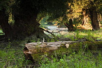 Hard wood flood plain forest with fallen tree trunk along the river Danube, Gornje Podunavlje Special Nature Reserve, Serbia, June 2009