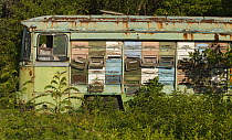 Bee keeping in an old bus containing the hives, cultivated border land between Croatia and Serbia, Gornje Podunavlje Special Nature Reserve, Serbia, June 2009