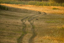 Golden jackal (Canis aureus) hunting in field, Gornje Podunavlje Special Nature Reserve, Serbia, June 2009