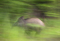 Wild boar (Sus scrofa) running, Gornje Podunavlje Special Nature Reserve, Serbia, June 2009
