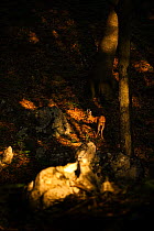 Roe deer (Cervus elaphus) buck in ancient Lime / Tilia woodland of Djerdab National Park, Serbia, June 2009
