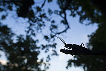 Tanner / Sawyer beetle (Prionus coriarius) silhouetted on branch at dusk, Djerdab National Park, Serbia, June 2009