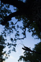 Tanner / Sawyer beetle (Prionus coriarius) silhouetted on Oak branch at dusk, Djerdap National Park, Serbia, June 2009