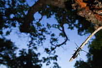 Tanner / Sawyer beetle (Prionus coriarius) on Oak branch, Djerdap National Park, Serbia, June 2009