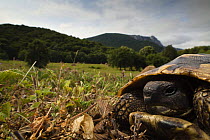 Hermann's tortoise (Testudo hermanni) portrait, Djerdap National Park, Serbia, June 2009