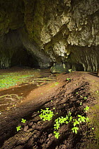 Stream flowing through cave, Djerdap National Park, Serbia, June 2009