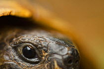 Close-up of Hermann's tortoise (Testudo hermanni) head, Djerdap National Park, Serbia, June 2009