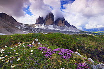 Clouds surrounding the Tre Cime di Lavaredo with wildflowers in the foreground, Sexten Dolomites, South Tyrol, Italy, Europe, July 2009