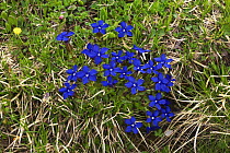Spring gentians (Gentiana verna) in flower, Tre Cime di Lavaredo, Sexten Dolomites, South Tyrol, Italy, Europe, July 2009