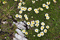 Mountain avens / White dryas (Dryas octopetala) in flower, Tre Cime di Lavaredo, Sexten Dolomites, South Tyrol, Italy, Europe, July 2009