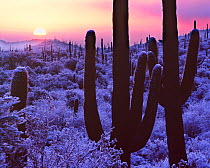 Cacti in snow with fog at sunrise, Saguaro National Park, Arizona, USA