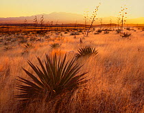 Flowering Agave (Agave palmeri) plants growing in grassland, Sands Ranch Conservation Area, with the Santa Rita Mountains in the distance at sunset, Pima Country, Arizona, USA