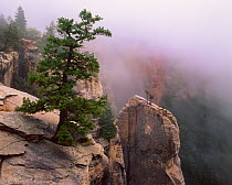Pinyon pine (Pinus edulis) and Utah juniper (Juniperus osteosperma) on kaibab limestone spires in morning fog, North Rim, North Kalbab Trail, Grand Canyon National Park, Arizona, USA