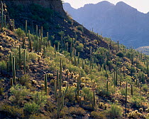 Saguaro cacti (Carnegiea gigantea) Sand Tank Mountains, Barry M. Goldwater Range, Arizona, USA